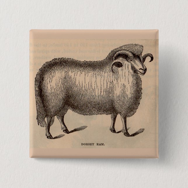 19th century print Dorset ram 15 Cm Square Badge (Front)