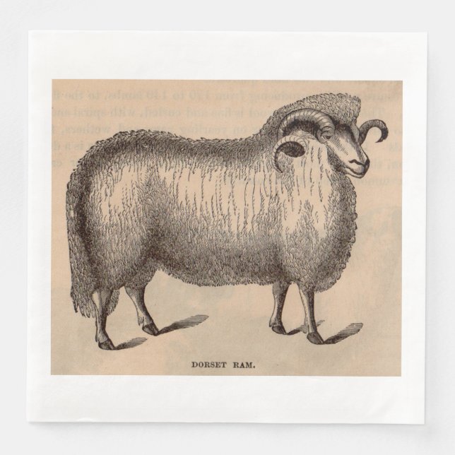 19th century print Dorset ram Napkin (Front)