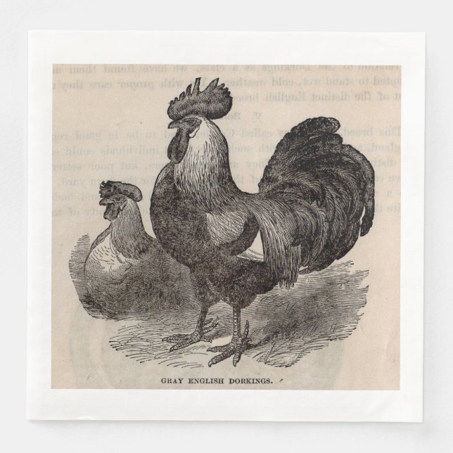 19th century print grey English dorkings chickens Napkin (Front)