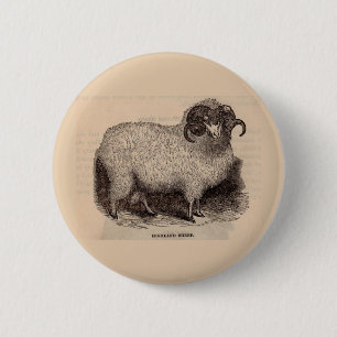19th century print Highland sheep 6 Cm Round Badge