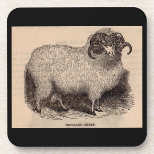 19th century print Highland sheep Coaster