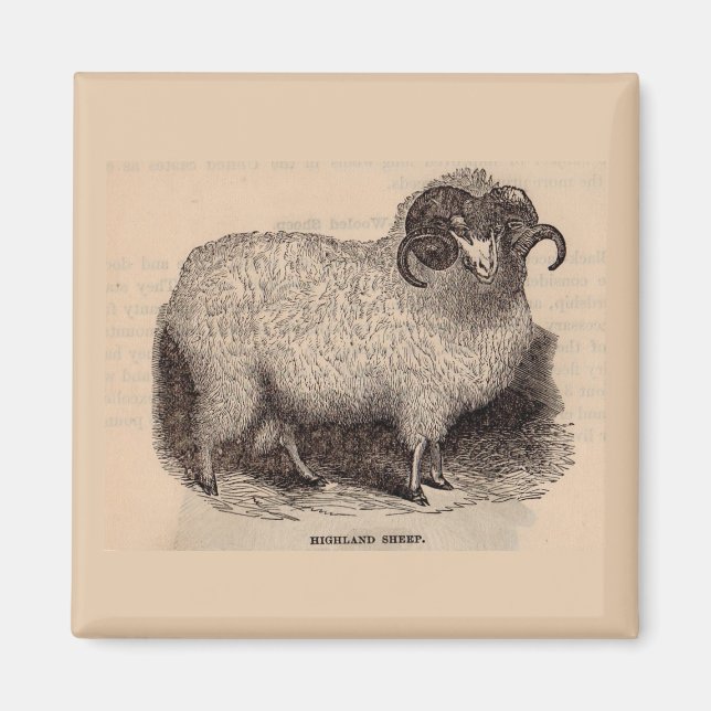 19th century print Highland sheep Magnet (Front)
