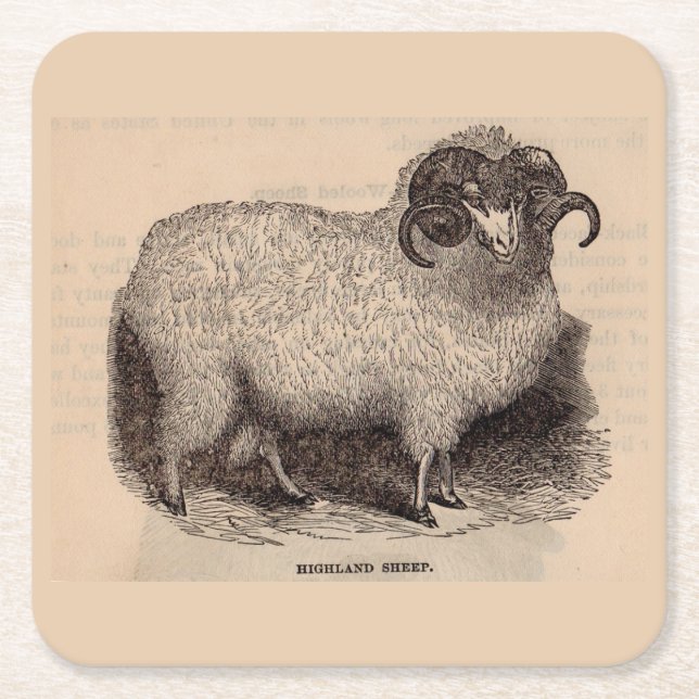 19th century print Highland sheep Square Paper Coaster (Front)