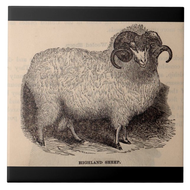 19th century print Highland sheep Tile (Front)