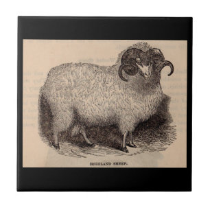 19th century print Highland sheep Tile