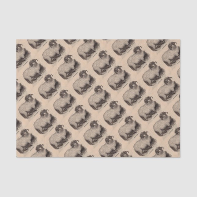 19th century print Highland sheep Tissue Paper (Front)