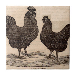19th century print Plymouth Rock hen and rooster Tile
