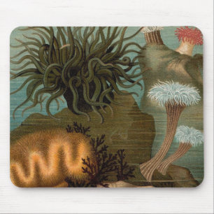 19th century print sea anemones mouse mat