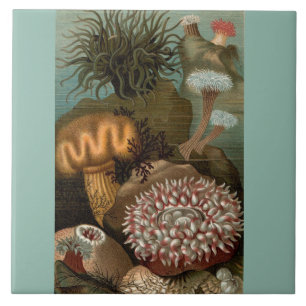 19th century print sea anemones tile