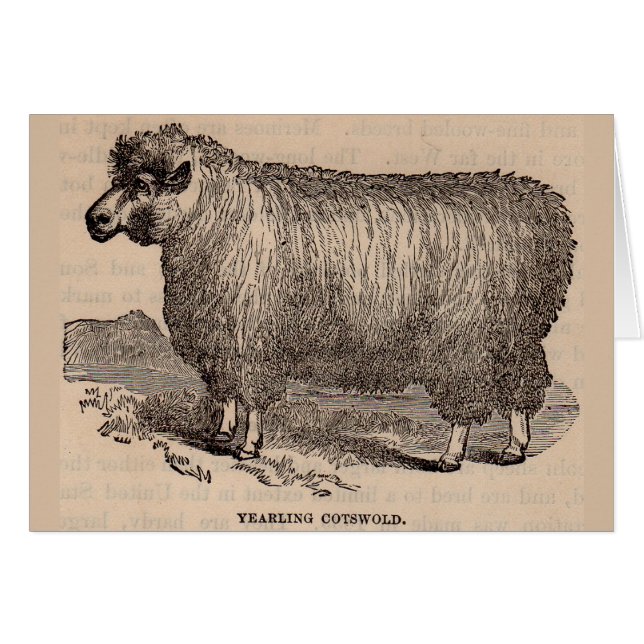 19th century print yearling Cotswold sheep (Front Horizontal)