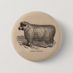 19th century print yearling Cotswold sheep 6 Cm Round Badge