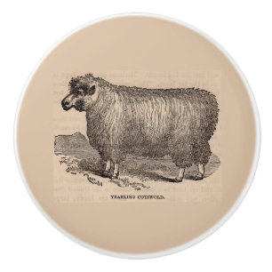 19th century print yearling Cotswold sheep Ceramic Knob
