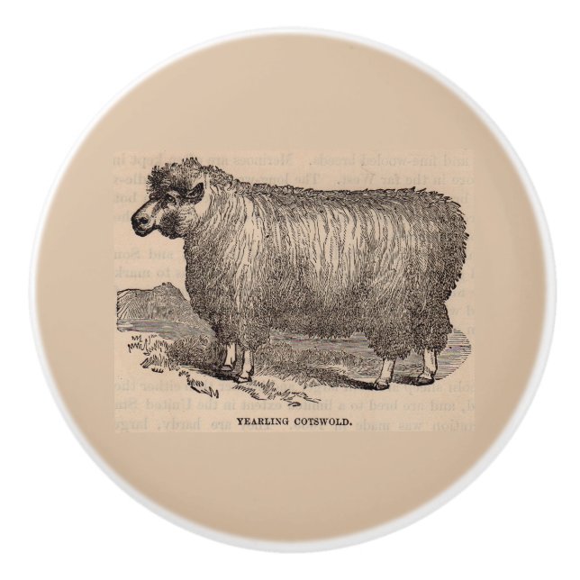 19th century print yearling Cotswold sheep Ceramic Knob (Front)