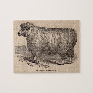 19th century print yearling Cotswold sheep Jigsaw Puzzle