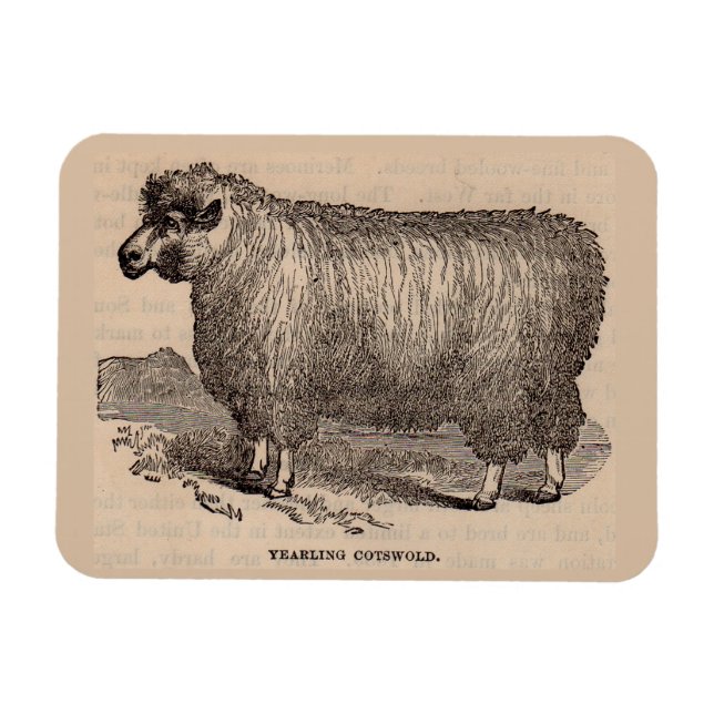 19th century print yearling Cotswold sheep Magnet (Horizontal)
