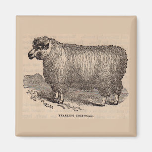 19th century print yearling Cotswold sheep Magnet