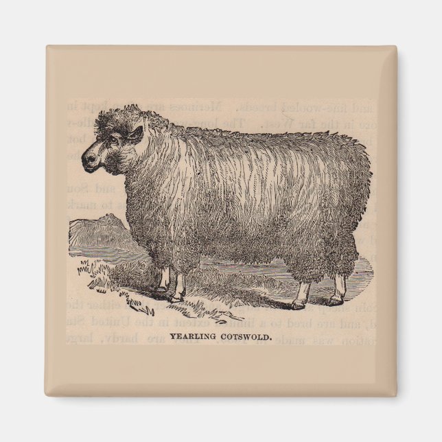 19th century print yearling Cotswold sheep Magnet (Front)