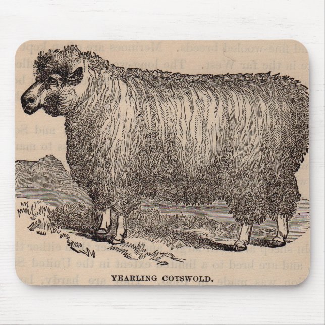 19th century print yearling Cotswold sheep Mouse Mat (Front)