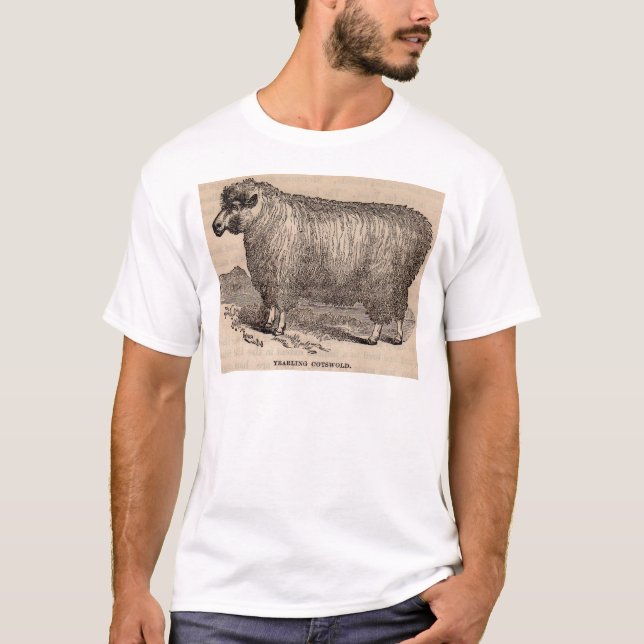 19th century print yearling Cotswold sheep T-Shirt (Front)