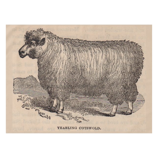 19th century print yearling Cotswold sheep Tablecloth (Front (Horizontal))
