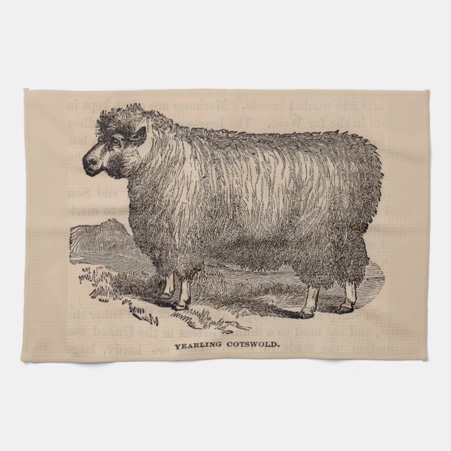 19th century print yearling Cotswold sheep Tea Towel (Horizontal)