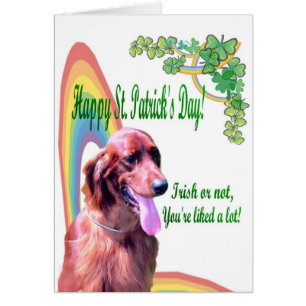 1. Awesome Irish Setter  - You’re liked A Lot!