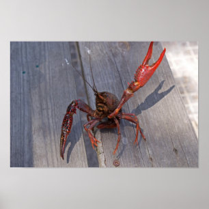 1 crawfish poster