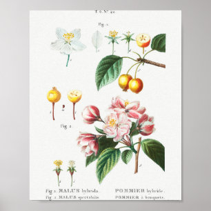 1 Flowering crabapple (Malus hybrida) 2 Chinese fl Poster