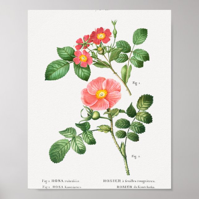 1 Redleaf rose (Rosa rubrifolia) 2 Japanese rose ( Poster (Front)