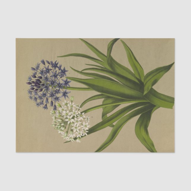 1 Scilla Peruviana 2 Scilla Peruviana Alba  Tissue Paper (Front)