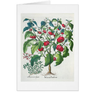 1.Solanum Pomiferum; 2.Amaracus vulgaris, from the