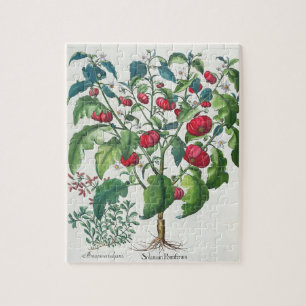 1.Solanum Pomiferum; 2.Amaracus vulgaris, from the Jigsaw Puzzle