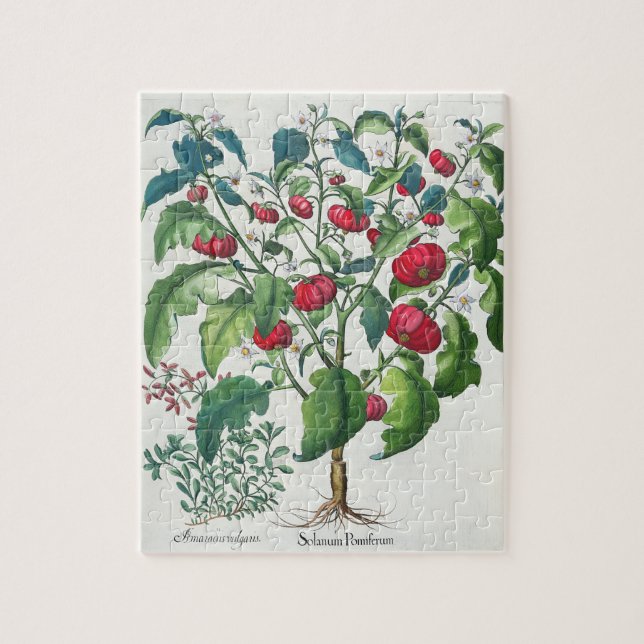 1.Solanum Pomiferum; 2.Amaracus vulgaris, from the Jigsaw Puzzle (Vertical)