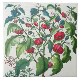 1.Solanum Pomiferum; 2.Amaracus vulgaris, from the Tile