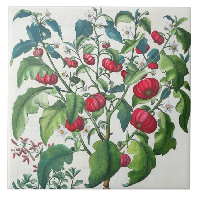 1.Solanum Pomiferum; 2.Amaracus vulgaris, from the Tile (Front)