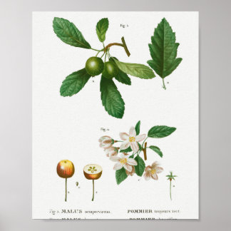 1 Southern crabapple Malus sempervirens 2 Siberian Poster