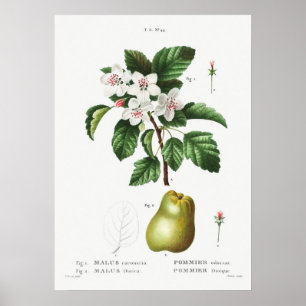 1 Sweet crabapple (Malus coronaria) 2 Apple (Malus Poster