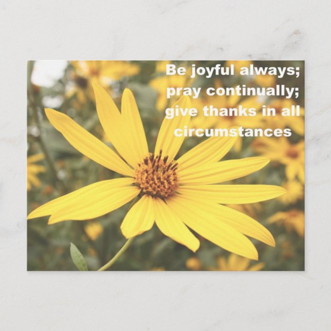 1 Thessalonians 5:16-18 Sunflower Postcard (Front)