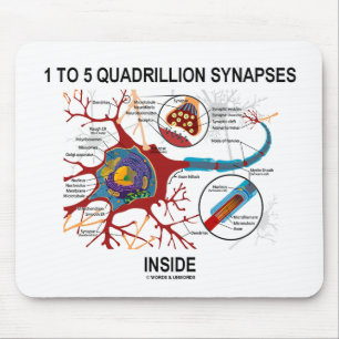 1 To 5 Quadrillion Synapses Inside (Neuron) Mouse Mat