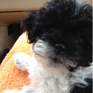 1st COME MARRIAGE-THEN COMES THE HONEYMOON! Card