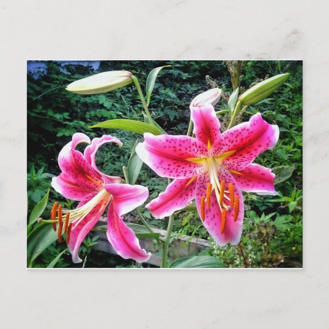 1STARGAZER LILLIES POSTCARD (Front)
