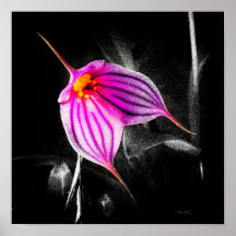 1x1 Ratio Black Orchid Print Img5480