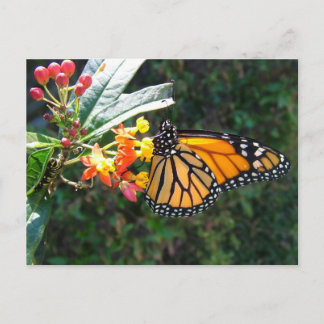 2008_0109_114022 POSTCARD