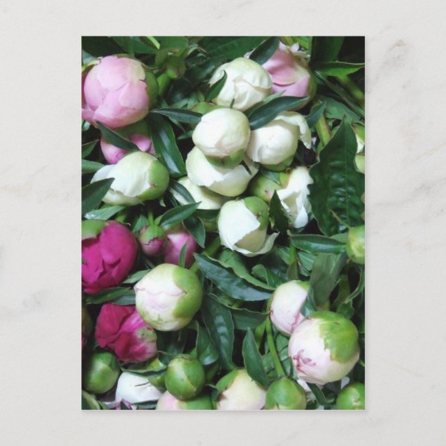 2008 Peony and Garden Photos 135 Postcard (Front)