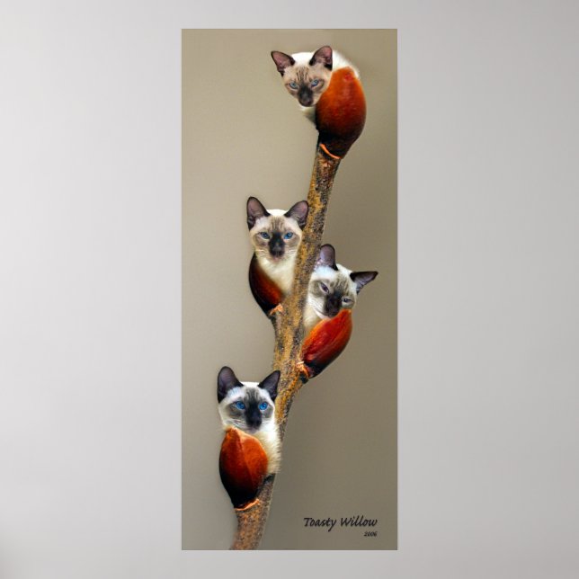 2008JulyShowPussyWillowToasty Poster (Front)