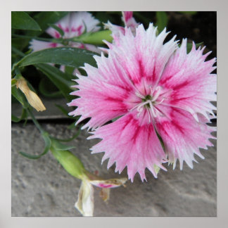 2009-1008 print/poster poster