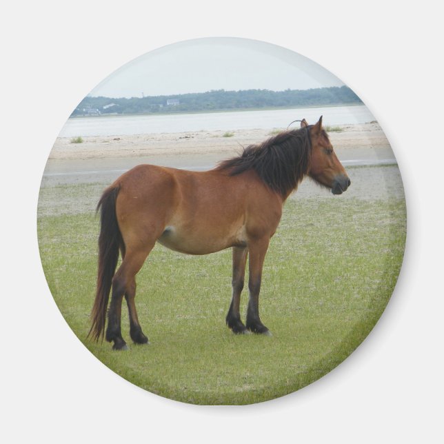 2009-7-20 Shackleford Banks 00028 Magnet (Front)