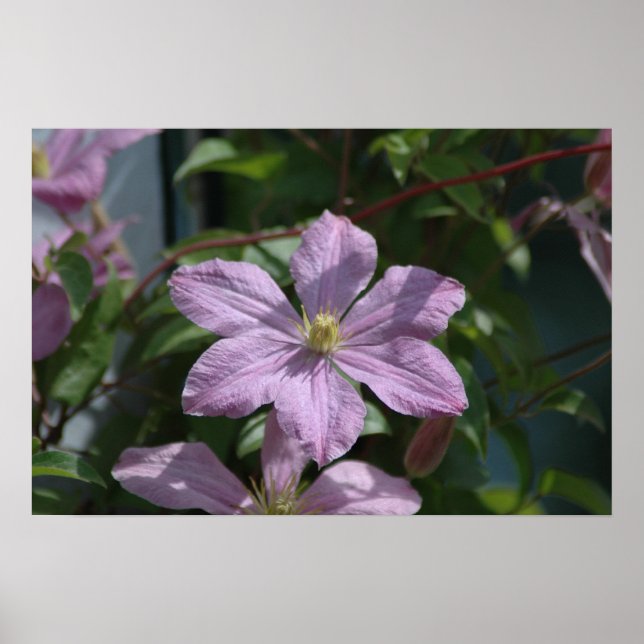 2009 Nelly Moser Clematis Poster (Front)