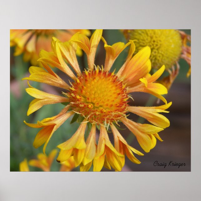 2010f_may, Craig Krieger Poster (Front)