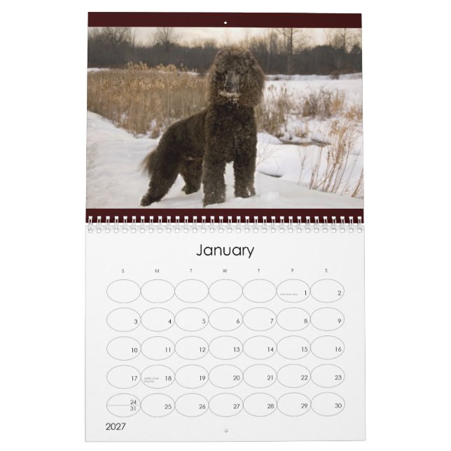 2011 Standard Poodle Calender Calendar (Jan 2027)